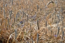 Anbindern_010