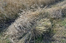 Anbindern_016