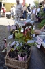 Altstadtmarkt Sonntag_092